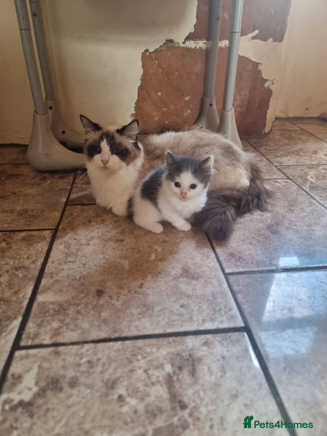 Ragdoll cats for sale: 6 Ragdoll x kittens, available now - Image 7