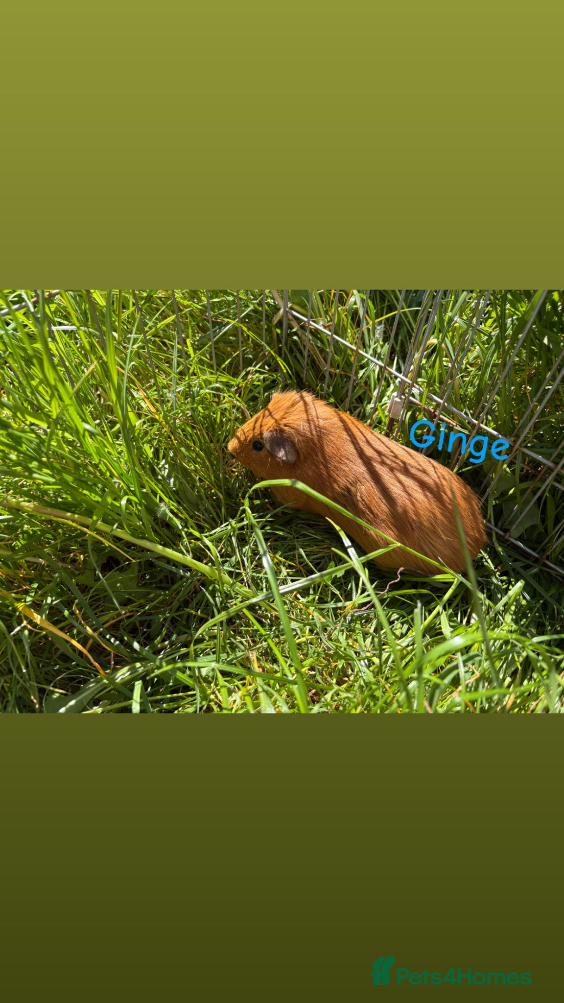 Guinea Pig rodents Young guinea pigs for sale  - Advert 14