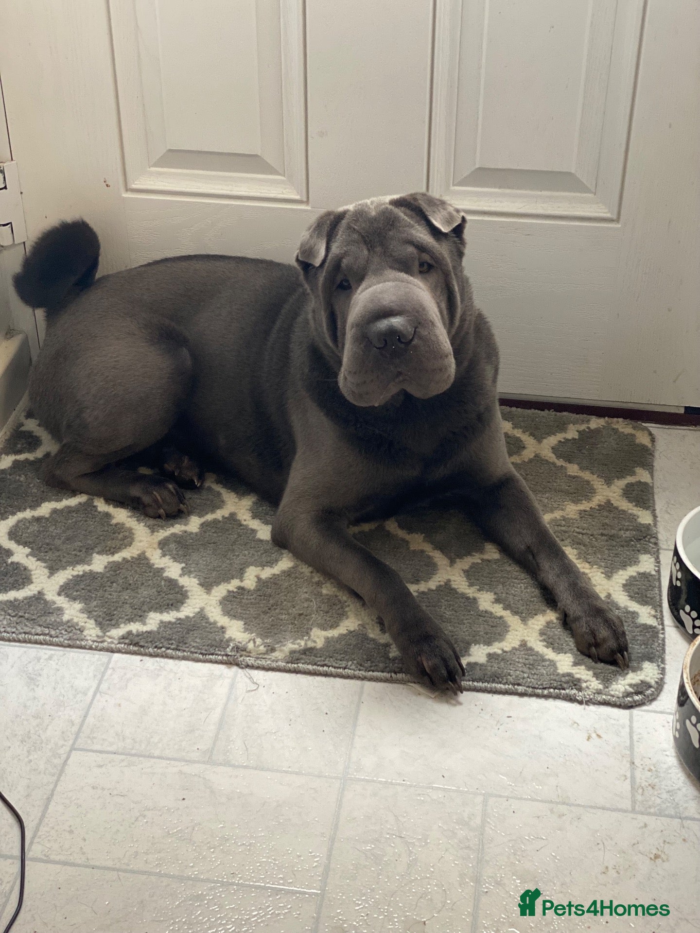 Shar Pei dogs Boy Shar Pei - Advert 1