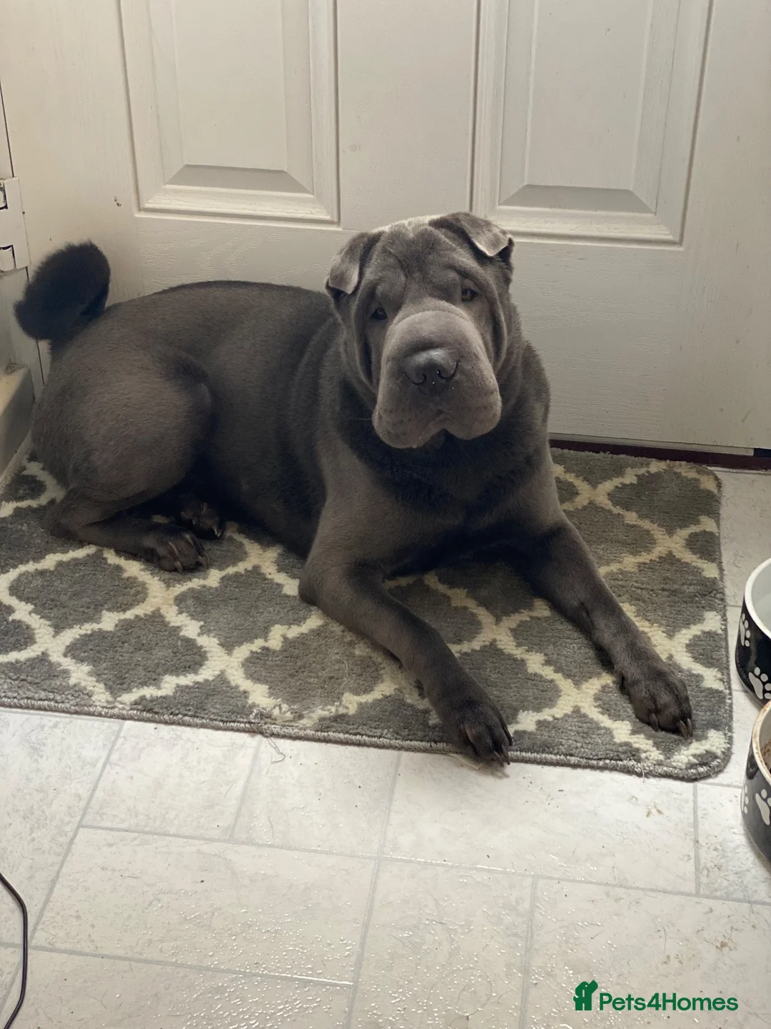 Shar Pei dogs for sale: Boy Shar Pei - Advert 1