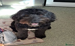 Australian Labradoodle dogs for sale: Miniture labradoodle puppies available  - Image 20