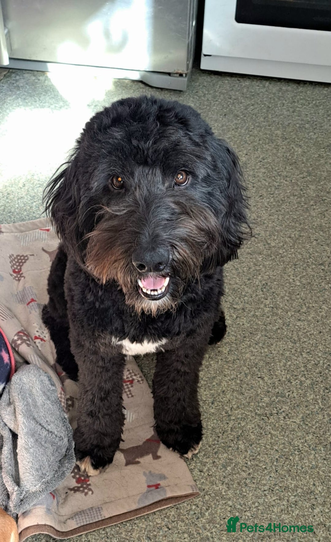 Australian Labradoodle dogs for sale: Miniture labradoodle puppies available  - Image 20