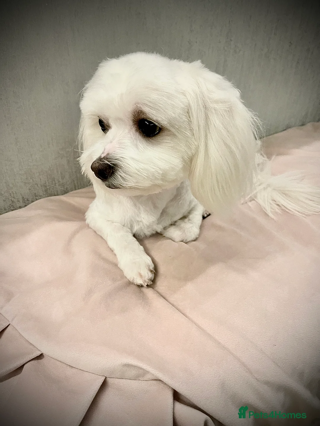 Maltese dogs for stud: Small Maltese for STUD! Pure breed! in London - Advert 12