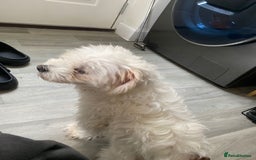 Maltese dogs for sale: £1200 EACH TWO Maltese (2 years) dogs for sale  - Image 3