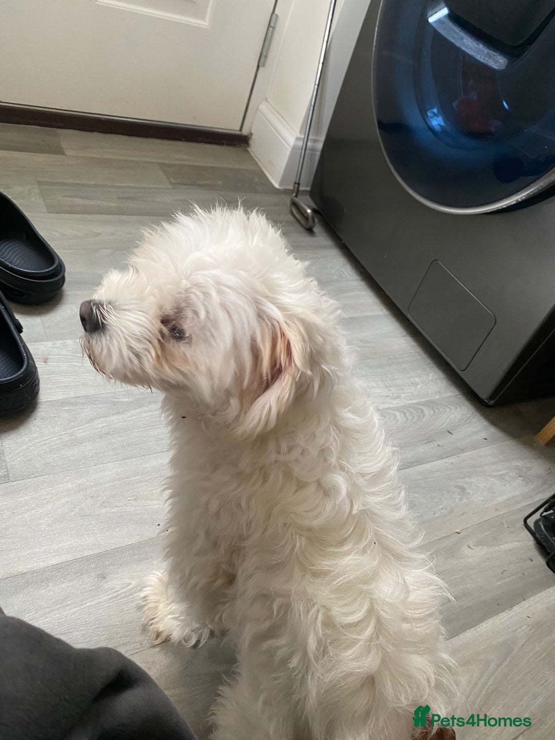 Maltese dogs for sale: £1200 EACH TWO Maltese (2 years) dogs for sale  - Image 3