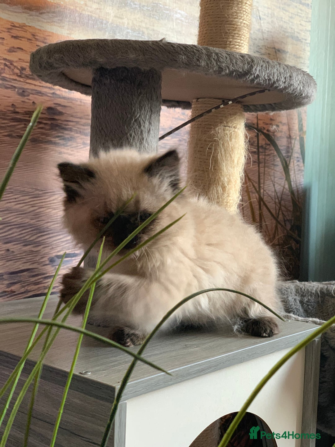 Persian cats for sale: Persians  - Image 12