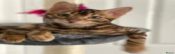 Bengal cats for sale: Top quality bengals kittens available now in Watford - Advert 14
