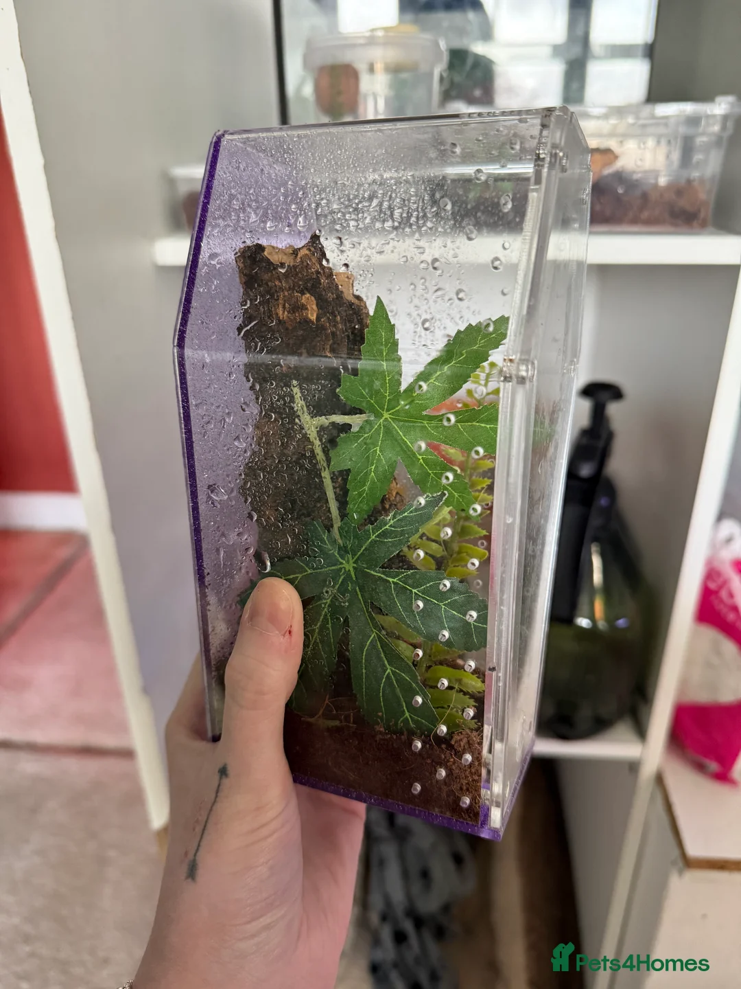 Praying Mantis invertebrates for sale: Golden praying mantis with set up - Advert 5