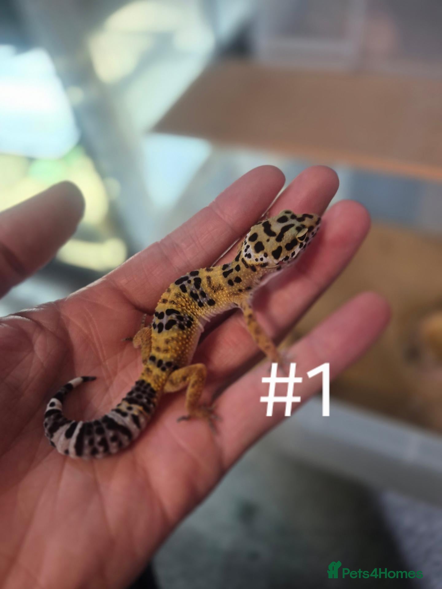 Leopard Gecko reptiles for sale: Female leopard geckos - Advert 2