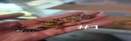 Leopard Gecko reptiles for sale: Female leopard geckos - Advert 3