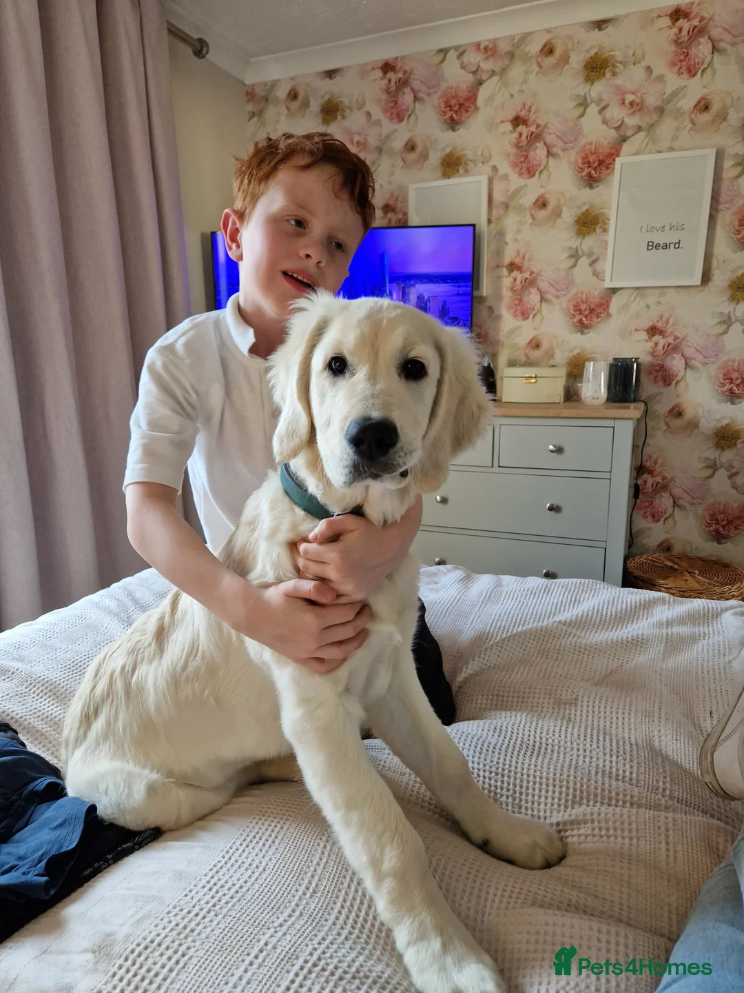 Goldendoodle dogs for sale: PEACHES 1 Year old Goldendoodle - Advert 6