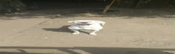 American Bulldog dogs for sale: American bulldog puppies beautiful  - Advert 2