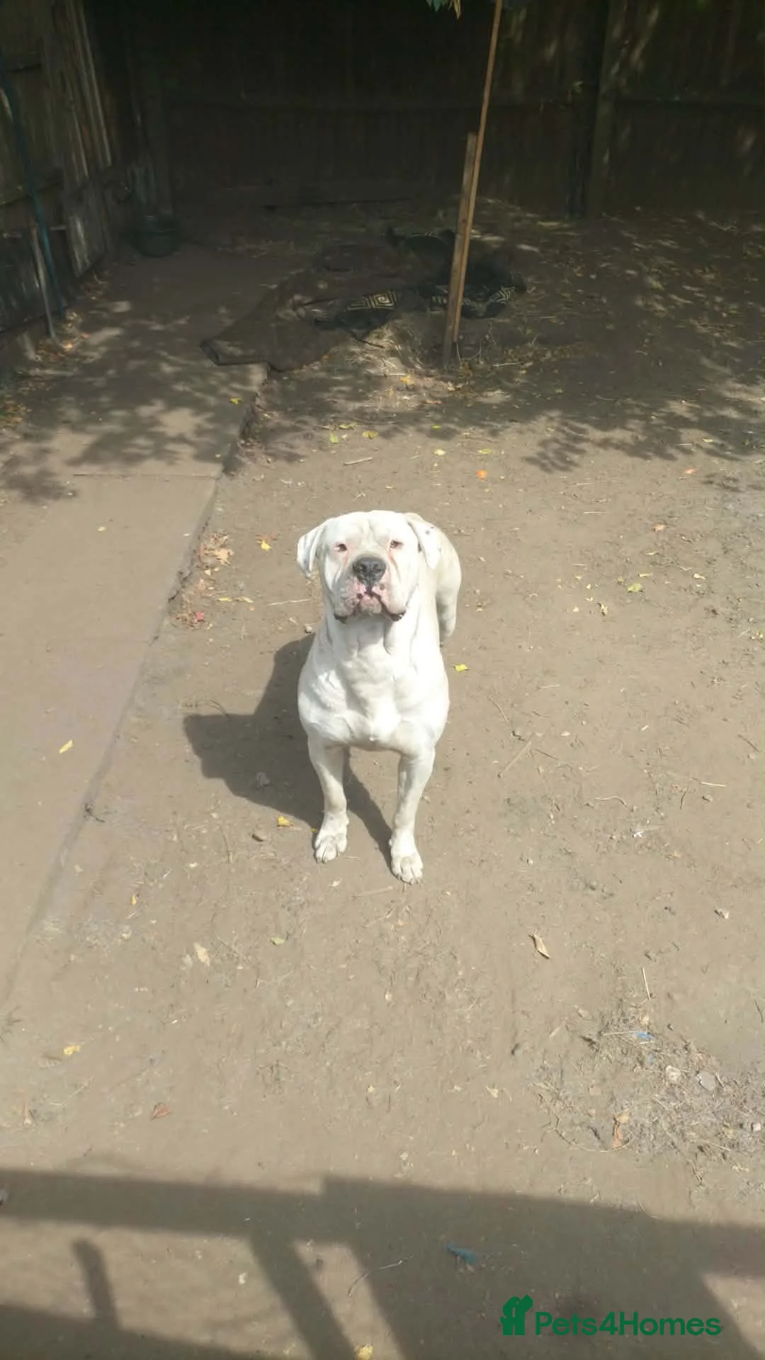 American Bulldog dogs for sale: American bulldog puppies beautiful  - Advert 2