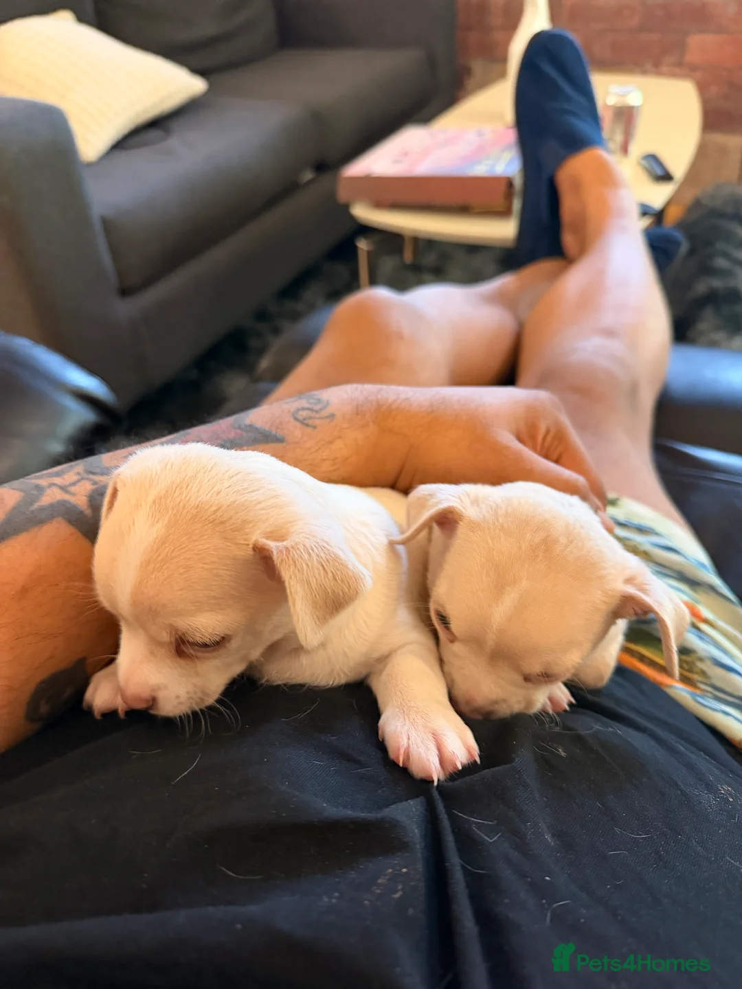 Chihuahua dogs for sale: 8 week old toy chihuahua puppy - Advert 2