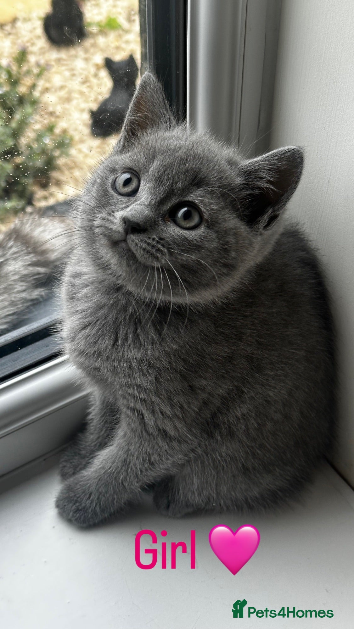 Russian Blue cats Russian Blue Kittens  - Advert 1