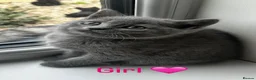 Russian Blue cats for sale: Russian Blue Kittens  - Advert 1