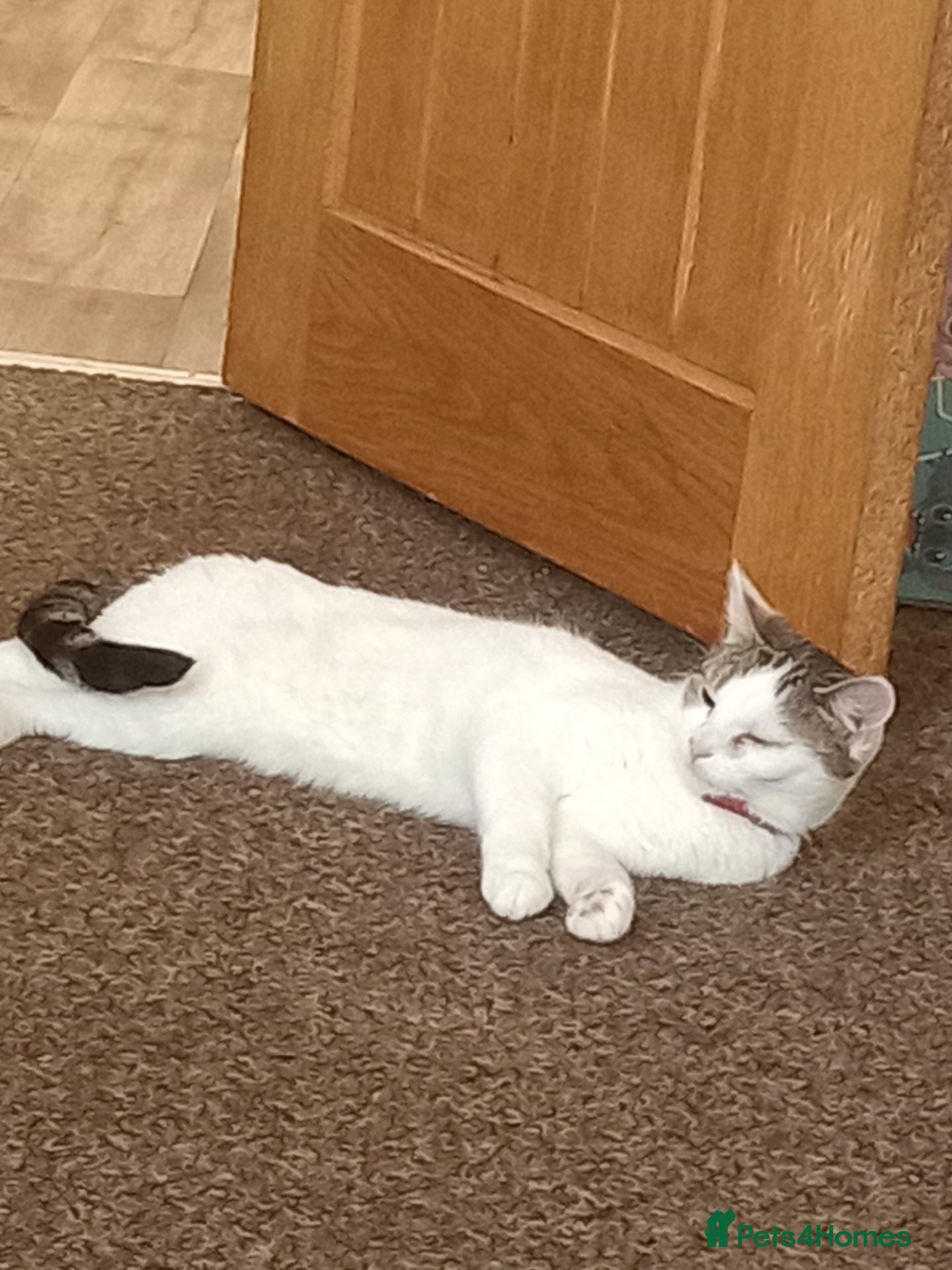 British Shorthair cats Luna 3 year old female - Advert 1