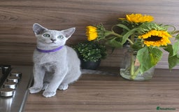 Russian Blue cats for sale: Russian Blue kittens Tica registered  - Image 11