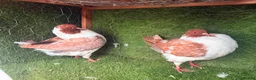 Pigeons birds for sale: Premium Breeding Pigeons Top Quality Pairs Availab - Advert 10