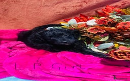 Mixed Breed dogs for sale: Gorgeous cockapoos  - Image 10