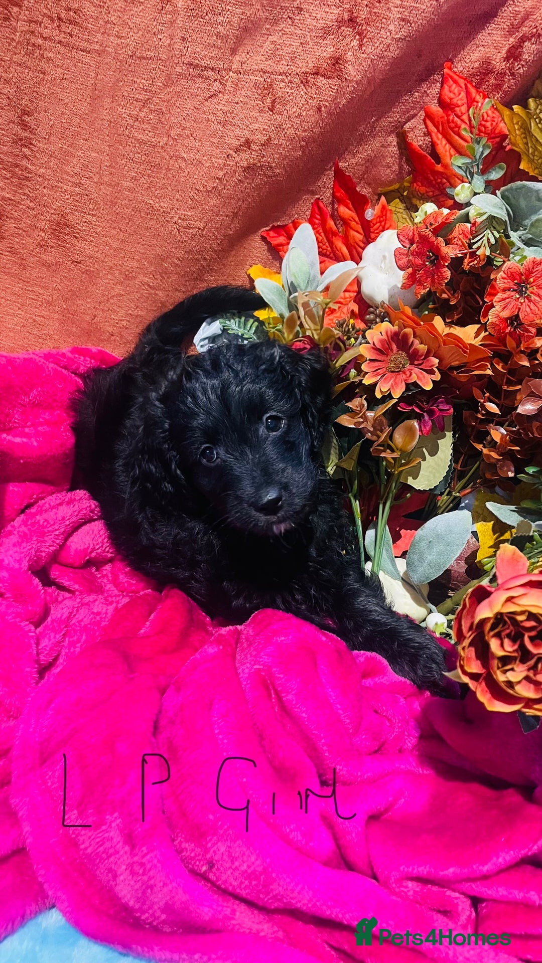 Mixed Breed dogs for sale: Gorgeous cockapoos  - Image 10