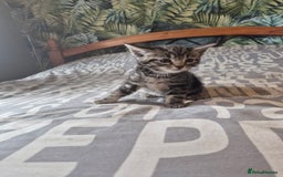 Maine Coon cats for sale: Maine coon x kittens - Image 6