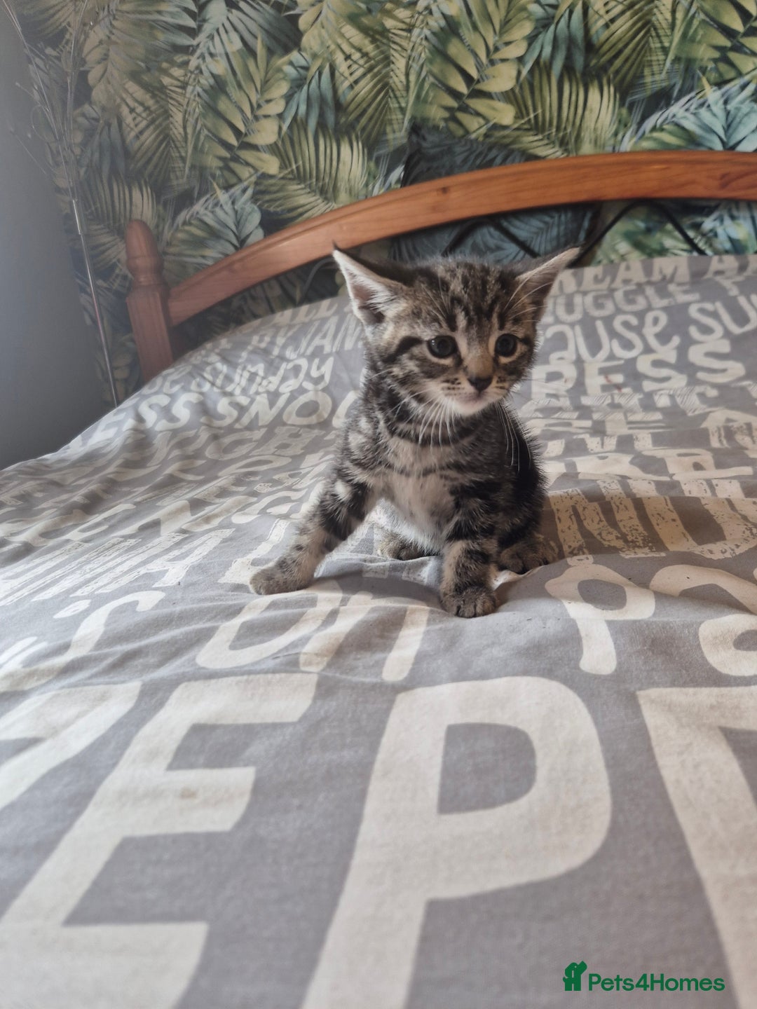 Maine Coon cats for sale: Maine coon x kittens - Image 6