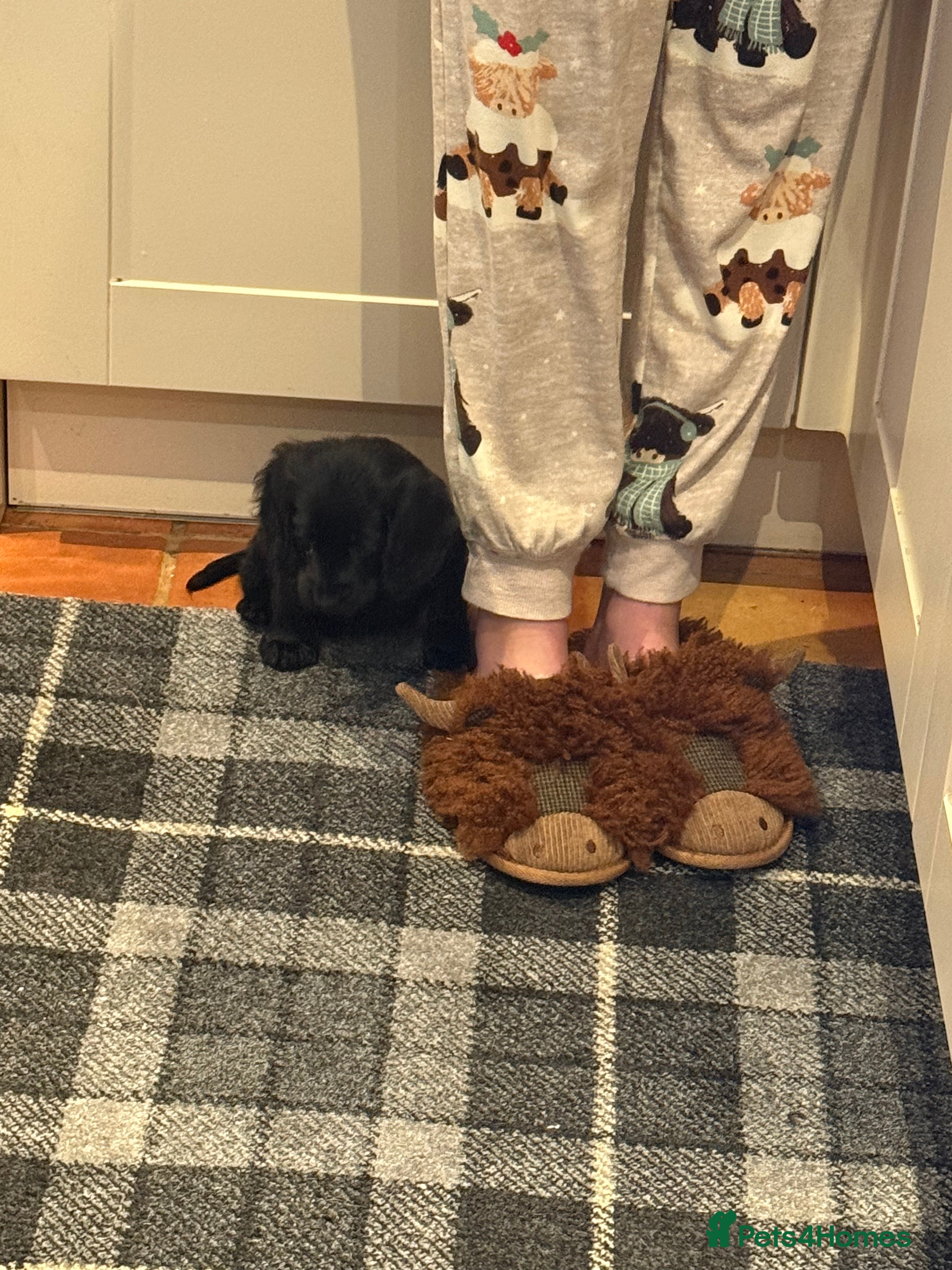 Cocker Spaniel dogs Bitch cocker spaniel pup - Advert 1