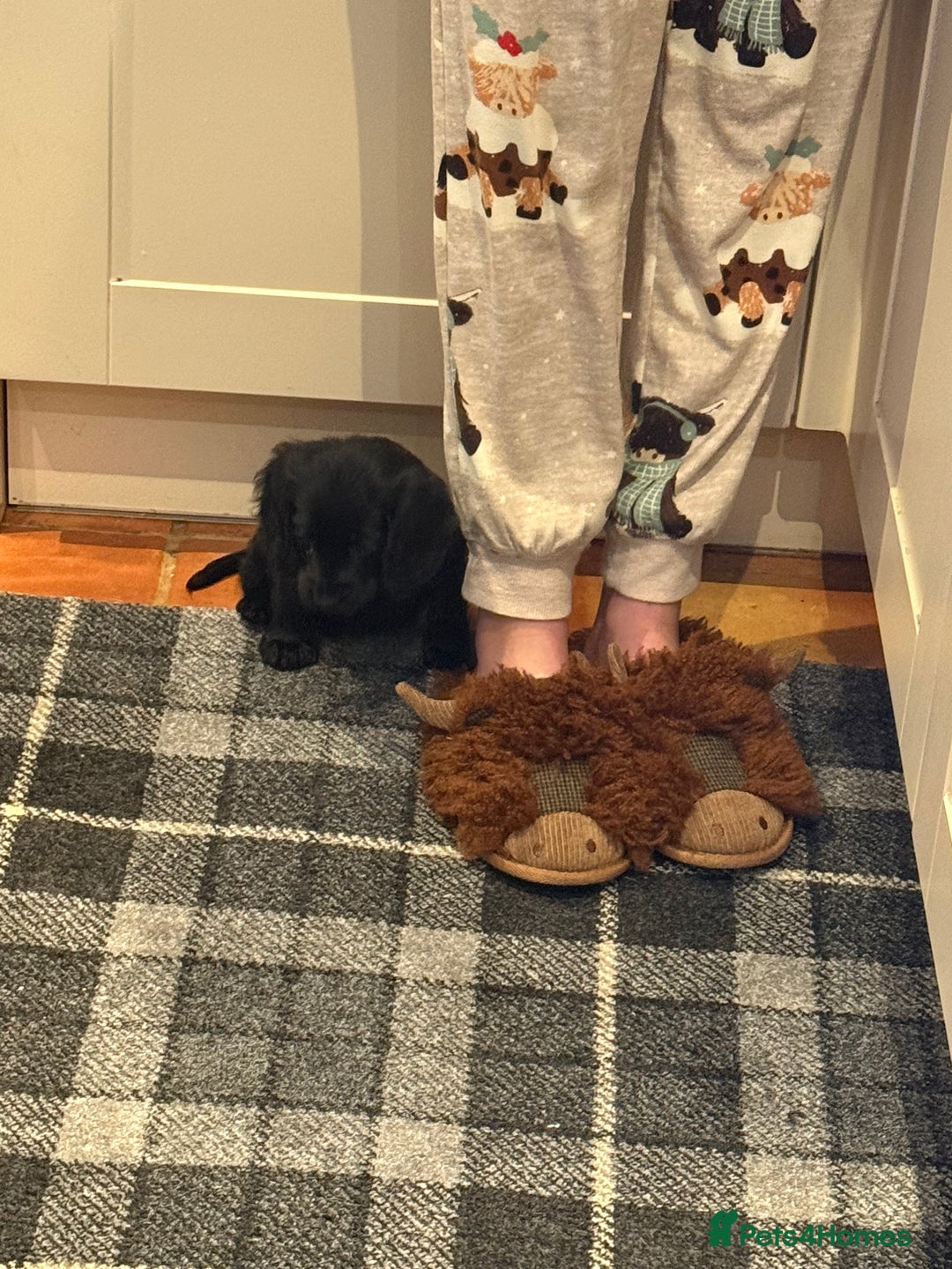 Cocker Spaniel dogs for sale: Bitch cocker spaniel pup - Advert 1