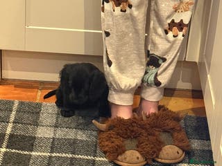 Cocker Spaniel dogs Bitch cocker spaniel pup - Advert 1