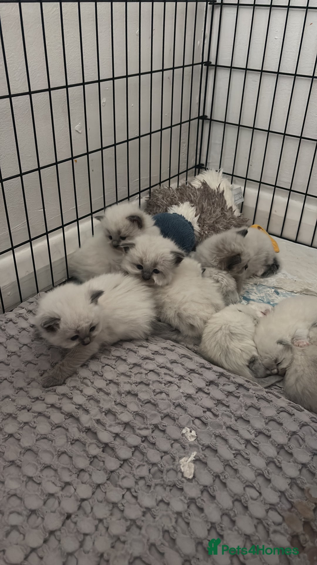 Ragdoll cats for sale: GCCF champion bloodline seal point Ragdollls - Image 7