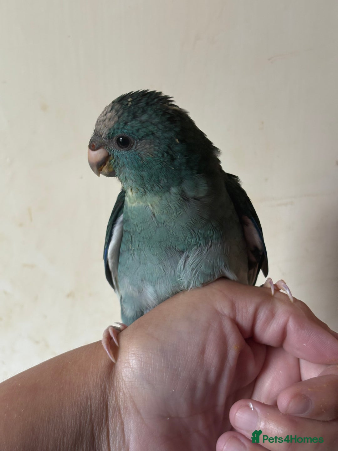 Parakeets birds for sale: Hand reared kakariki - Image 6