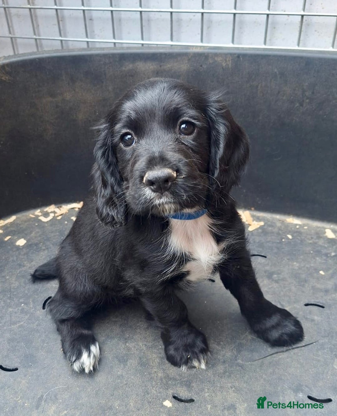 Cocker Spaniel dogs for sale: Ready to go -Quality Working Cocker Spaniel KC reg in Stone - Image 20