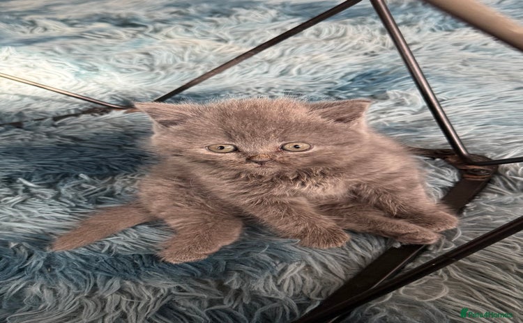 British Shorthair cats - Advert 13
