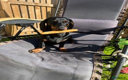 Miniature Dachshund dogs for sale: Mini Dachshund (female) - Image 4