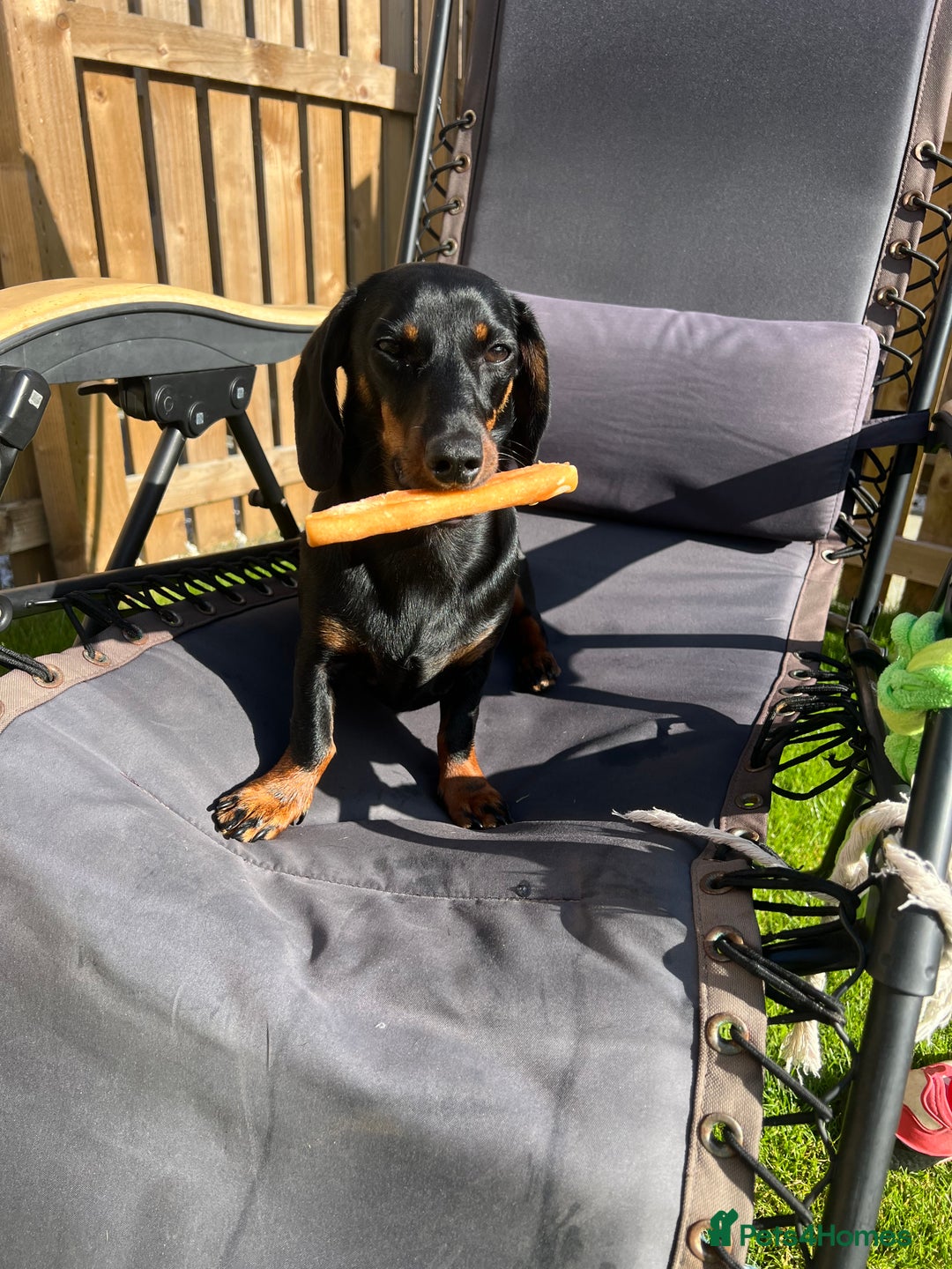Miniature Dachshund dogs for sale: Mini Dachshund (female) - Image 4