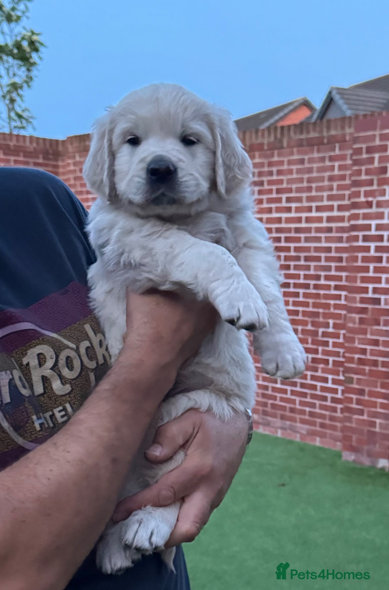 Golden Retriever dogs Golden retriever puppies for sale  - Advert 1
