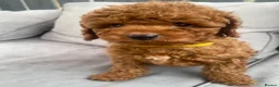 Toy Poodle dogs for sale: Cavapoo male puppies ready now  - Advert 5