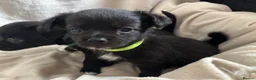 Chihuahua dogs for sale: Gorgeous chihuahua pups in Oxted - Advert 3