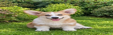 Welsh Corgi Pembroke 1