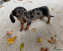 Miniature Dachshund dogs - Advert 6