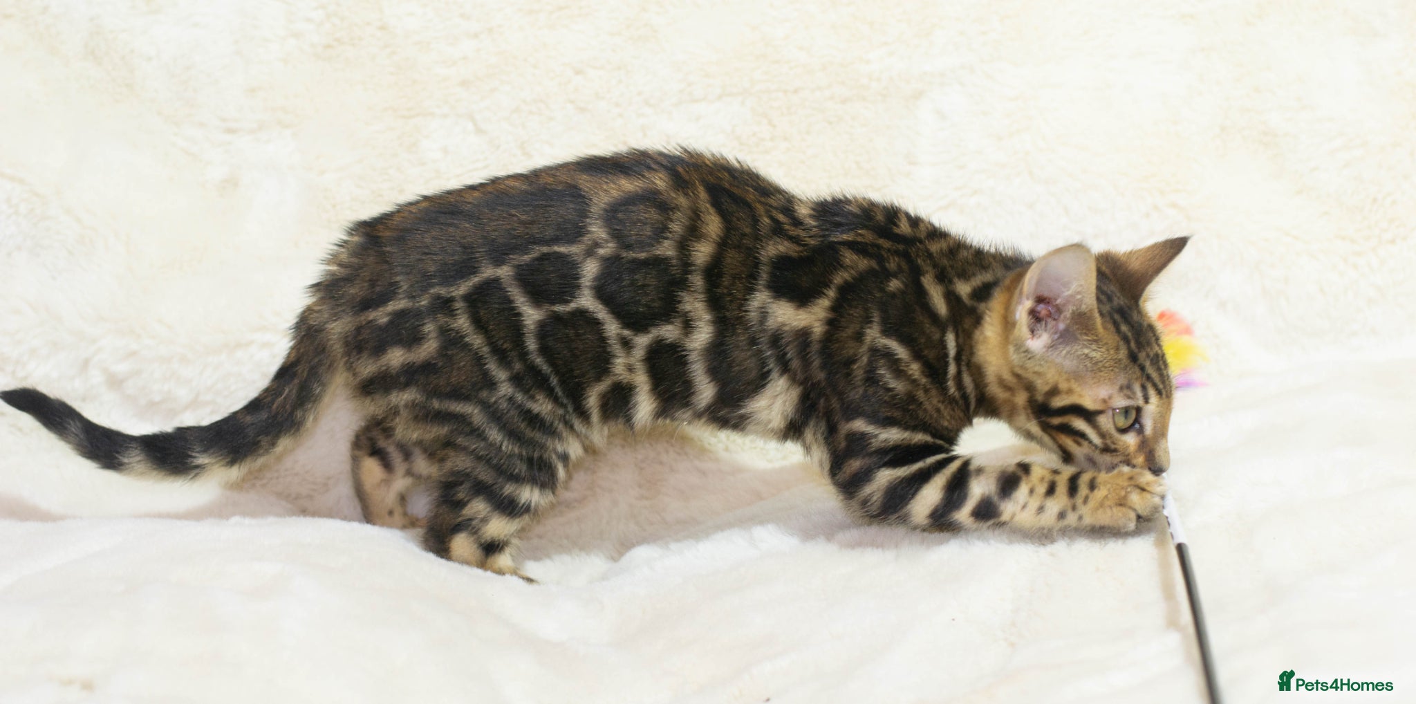 Bengal cats Ready to Leave! TICA Registered Bengal - Advert 3