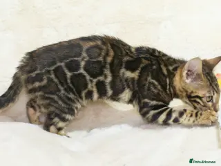 Bengal cats Ready to Leave! TICA Registered Bengal - Advert 3