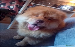 Chow Chow dogs for stud: Chowmazing  - Image 14