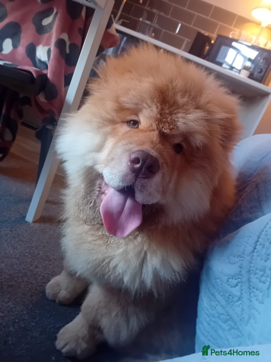 Chow Chow dogs for stud: Chowmazing  - Image 14