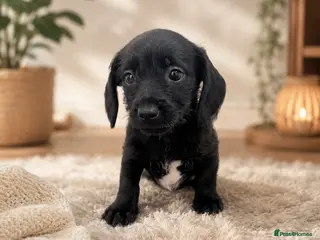Mixed Breed dogs Miniature Dachshund cross puppies - Advert 6
