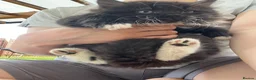 Mixed Breed cats for sale: Adorable Mixed Breed Kittens Ready For New Homes - Advert 6