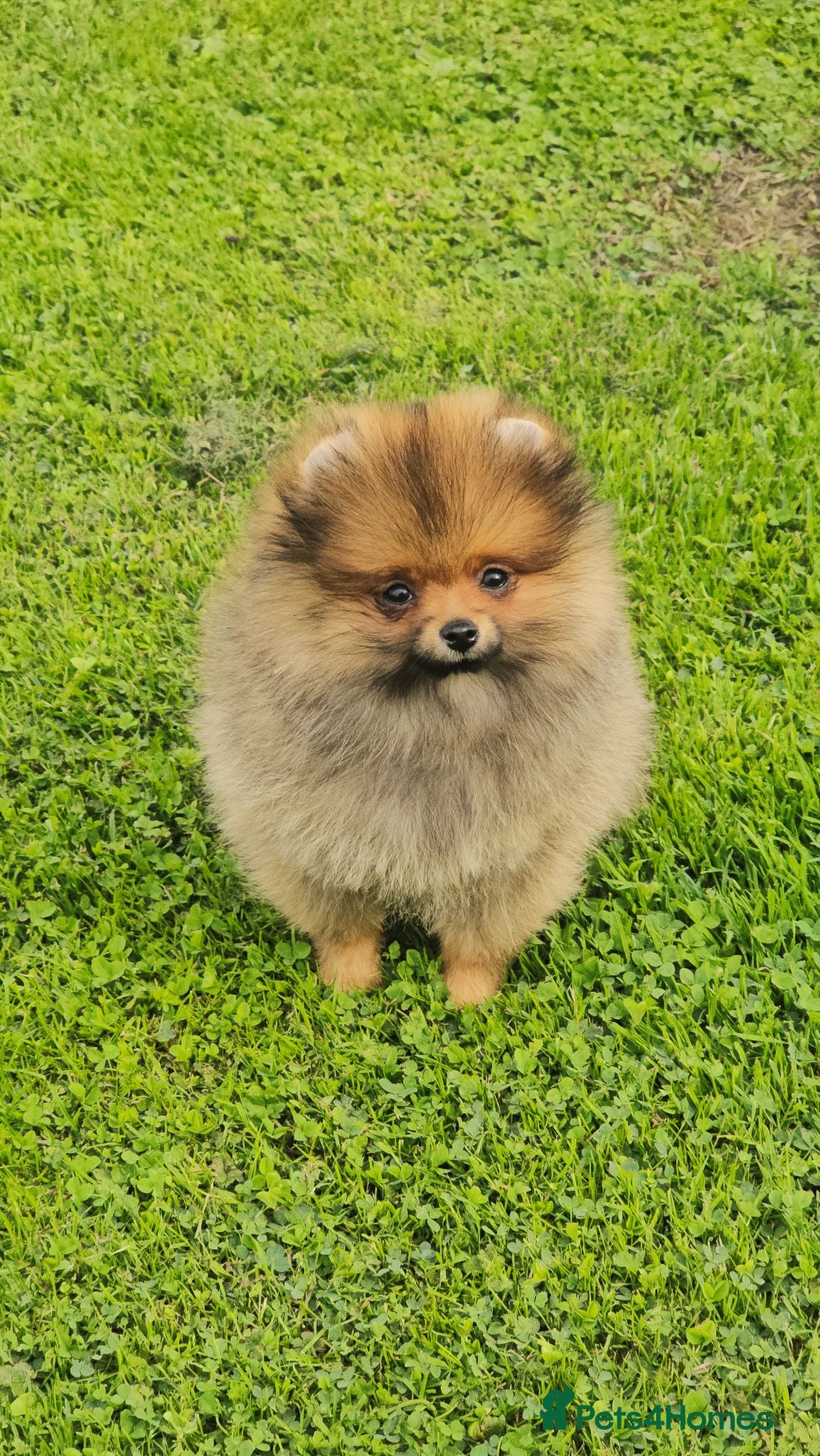 Pomeranian dogs *Beautiful dna clear pedigree boy pomeranian* - Advert 2