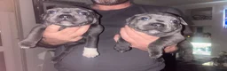 Staffordshire Bull Terrier dogs for sale: LAST BOY LEFT KC REGISTERED 5 STAR BLUE   - Advert 22