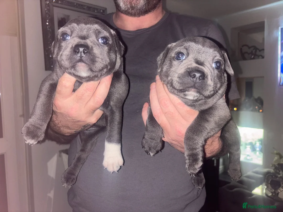 Staffordshire Bull Terrier dogs for sale: LAST BOY LEFT KC REGISTERED 5 STAR BLUE   - Advert 22